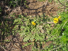 Taraxacum formosanum