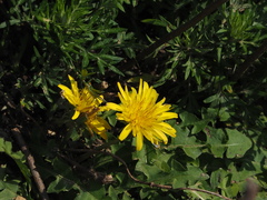 Taraxacum formosanum