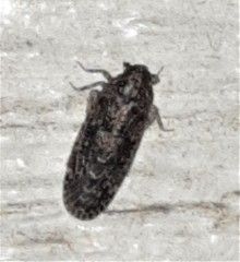 Plectoderini