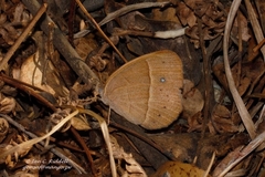 Brakefieldia simonsii