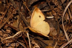 Brakefieldia simonsii