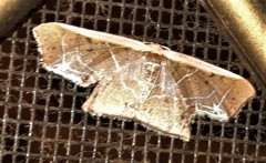 Tessarotis rubrata
