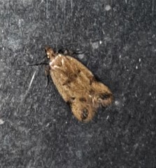 Atheropla nigricincta