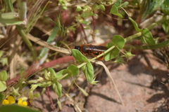Dasyscolia ciliata