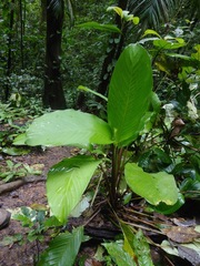 Goeppertia propinqua