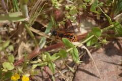 Dasyscolia ciliata