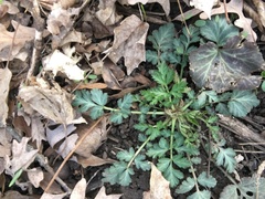 Geum vernum