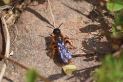 Dasyscolia ciliata