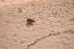 Horvathiolus guttatus
