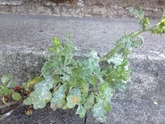 Golovinomyces fischeri