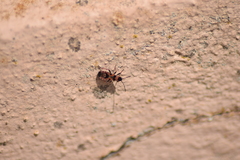 Horvathiolus guttatus