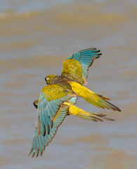 Burrowing Parrot photo 3
