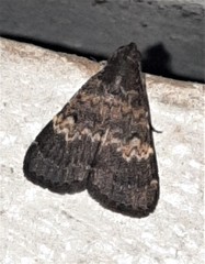 Hydrillodes dimissalis