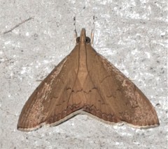Hyalobathra crenulata