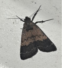 Hydrillodes dimissalis