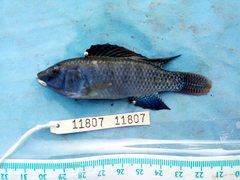 Oreochromis grahami