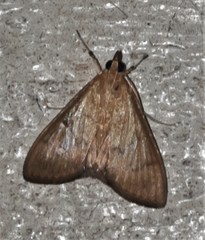 Protonoceras mitis