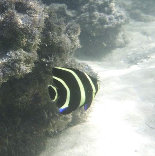 Photo of Gray angelfish (Pomacanthus arcuatus)