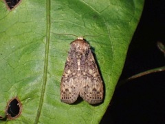 Chorsia
