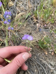 Phacelia linearis