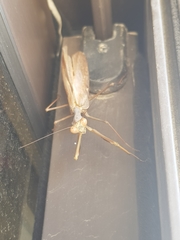 Sphodromantis viridis