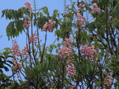 Bretschneidera sinensis