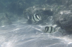 Chaetodon striatus