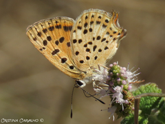 Lycaena bleusei