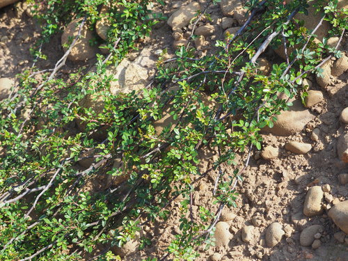 Rosa bracteata