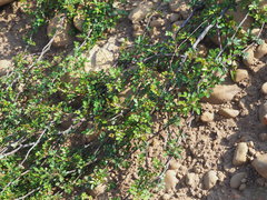 Rosa bracteata