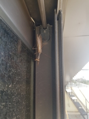 Sphodromantis viridis