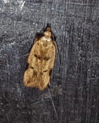 Atheropla nigricincta