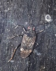 Neolethaeus tenebrosus