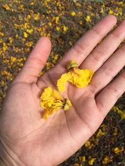 Peltophorum pterocarpum