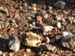 Psammobates tentorius