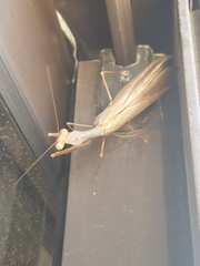 Sphodromantis viridis