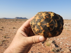 Psammobates tentorius