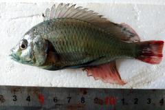Astatotilapia