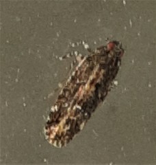 Plectoderini