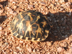 Psammobates tentorius