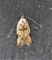 Atheropla nigricincta