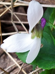 Viola alba alba