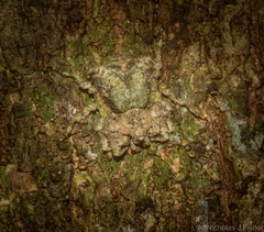 Stephanopis carcinoides