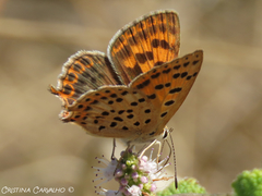 Lycaena bleusei