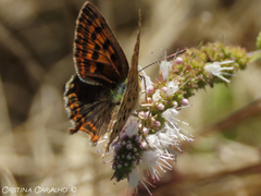 Lycaena bleusei