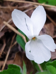 Viola alba alba
