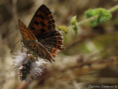 Lycaena bleusei