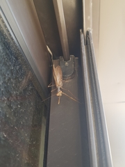 Sphodromantis viridis