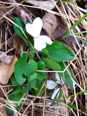 Viola alba alba