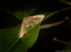 Addaea subtessellata